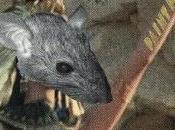Paint Fumes-egyptian Rats