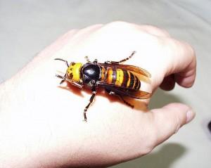 Un altro pericolo per le api arriva dall’Oriente