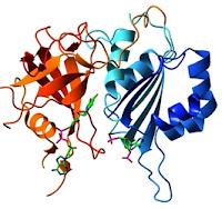 Trascrizione e sintesi proteica