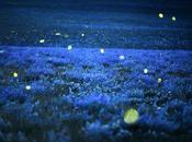 Fireflies