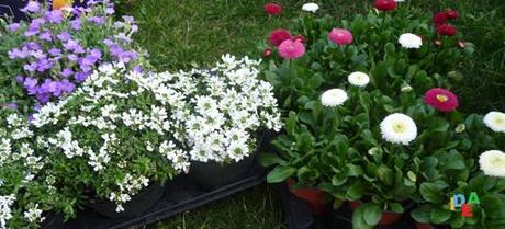 RINNOVIAMO IL GIARDINO