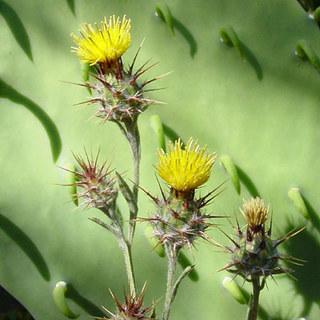 Centaurea