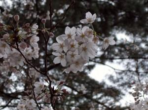 E’ primavera!!!　「春です！！！」