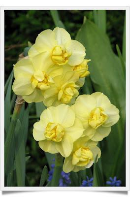 I Narcisi/1 The Daffodils/One