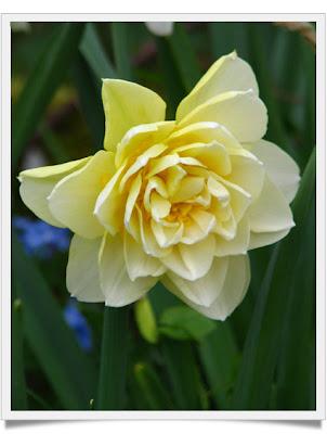 I Narcisi/1 The Daffodils/One