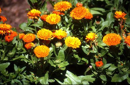 Boccioli di calendula sotto sale