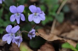 Ispezioni botaniche sul Monte Limina