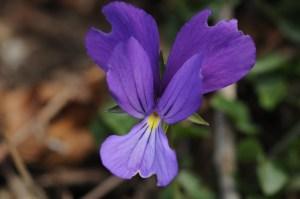 Ispezioni botaniche sul Monte Limina