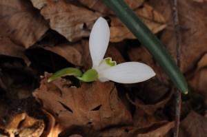 Ispezioni botaniche sul Monte Limina