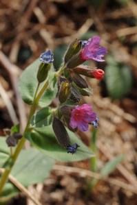 Ispezioni botaniche sul Monte Limina