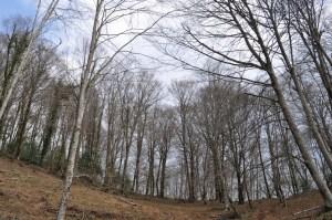 Ispezioni botaniche sul Monte Limina