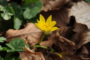 Ispezioni botaniche sul Monte Limina