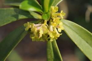 Ispezioni botaniche sul Monte Limina