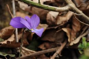 Ispezioni botaniche sul Monte Limina