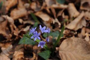 Ispezioni botaniche sul Monte Limina