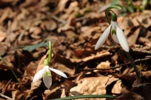 Ispezioni botaniche sul Monte Limina