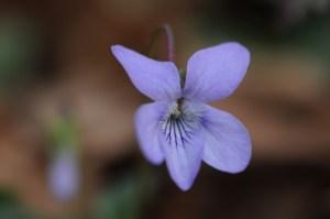 Ispezioni botaniche sul Monte Limina