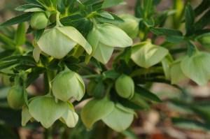 Ispezioni botaniche sul Monte Limina