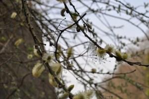 Ispezioni botaniche sul Monte Limina