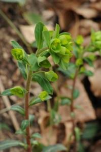 Ispezioni botaniche sul Monte Limina