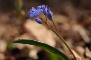 Ispezioni botaniche sul Monte Limina