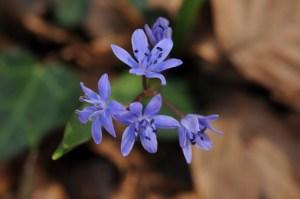 Ispezioni botaniche sul Monte Limina