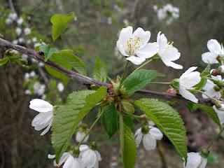 Prunum avium