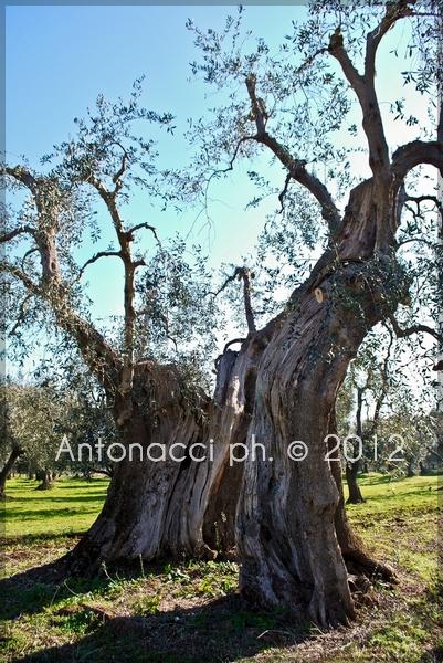 Foto dalle campagne di Carpino