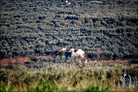 Foto dalle campagne di Carpino