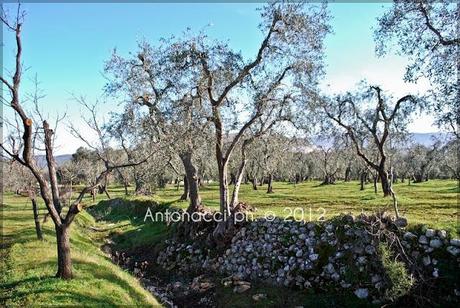 Foto dalle campagne di Carpino