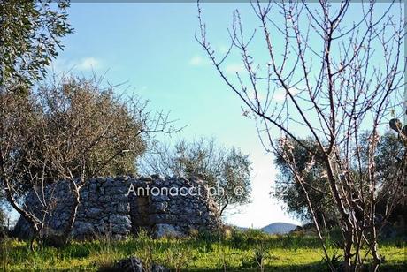 Foto dalle campagne di Carpino