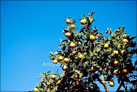 Foto dalle campagne di Carpino