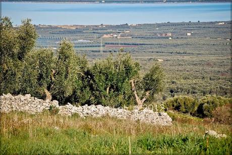 Foto dalle campagne di Carpino