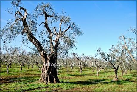 Foto dalle campagne di Carpino