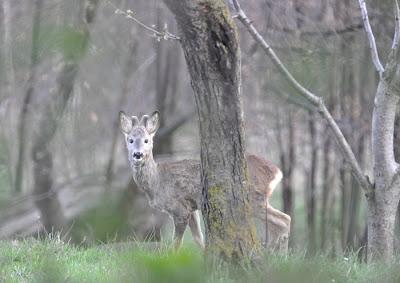 Camminatori sulle acque, Amici della fauna selvatica.