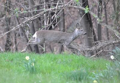 Camminatori sulle acque, Amici della fauna selvatica.