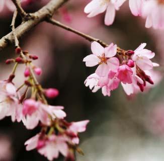 È arrivata la primavera...