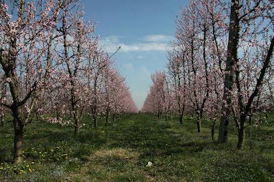 fiori di pesco