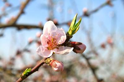 fiori di pesco