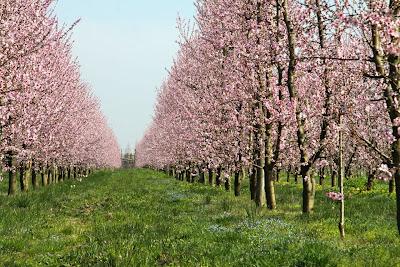 fiori di pesco