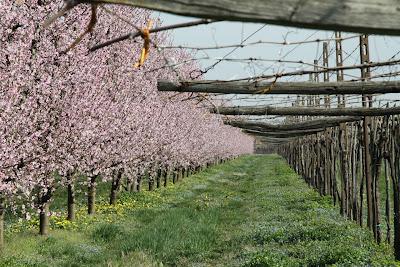 fiori di pesco