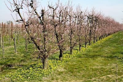 fiori di pesco