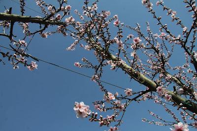 fiori di pesco