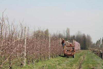 fiori di pesco