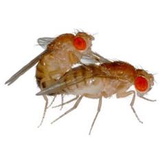 Avere rivali in amore è di gran lunga meglio che non averne: Drosophila melanogaster docet