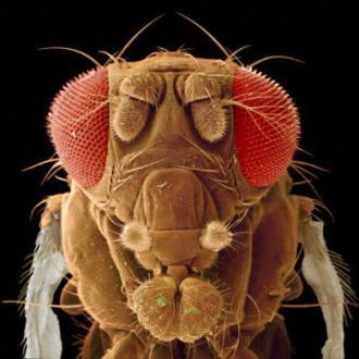 Avere rivali in amore è di gran lunga meglio che non averne: Drosophila melanogaster docet