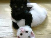 gatto nero bianco