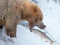 Un orso che pesca salmoni offre tantssimi spunti di Mental Training