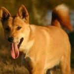 IL DINGO AUSTRALIANO