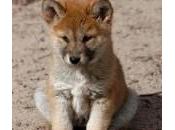 dingo australiano
